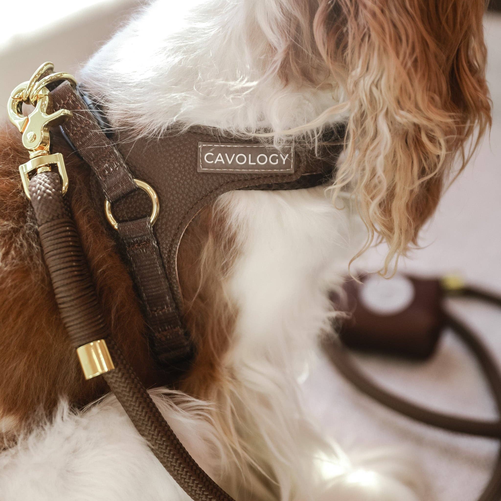 EASY-O STEP IN HARNESS - Chocolate Brown Cavology