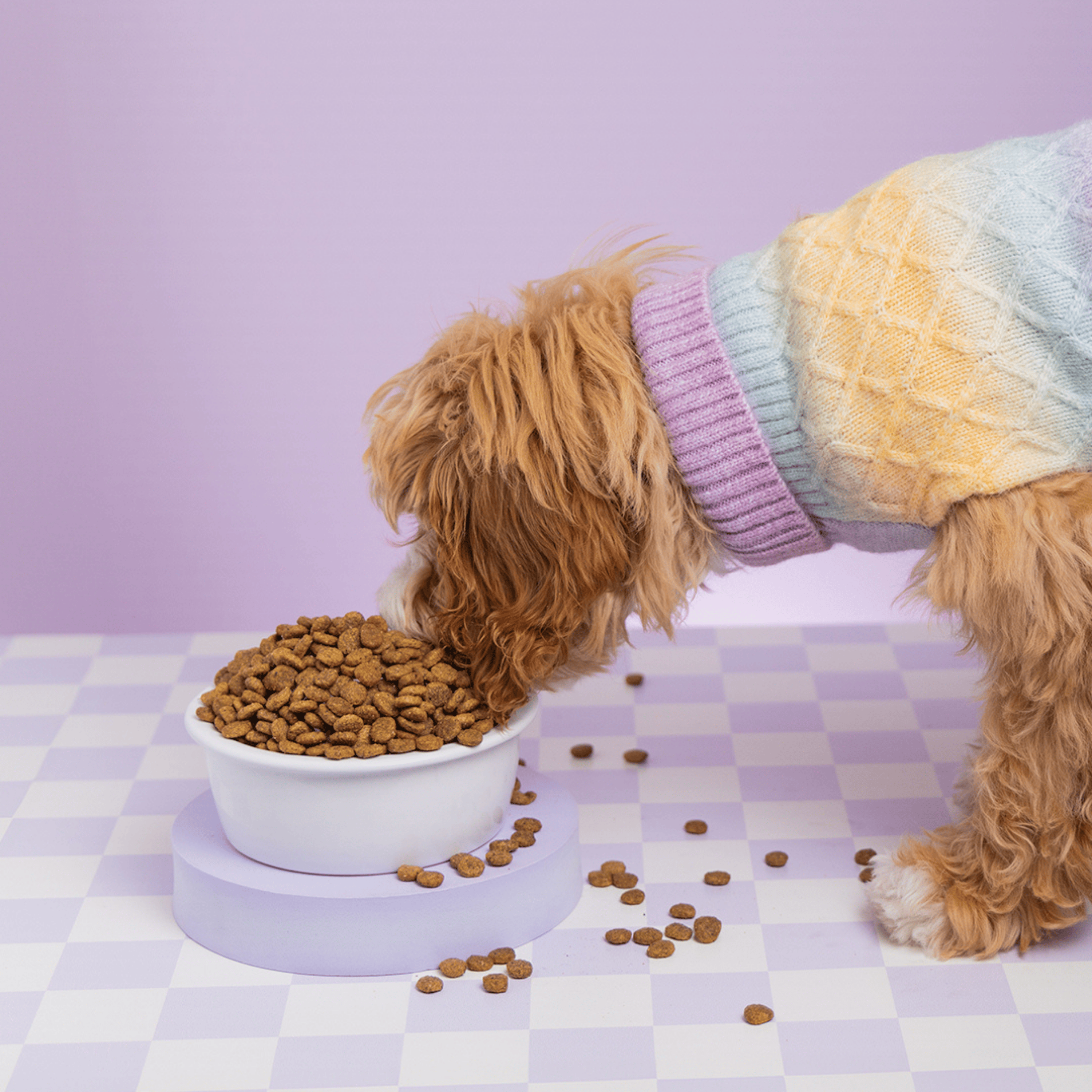 Vibrant Wild-Caught Salmon Dog Food (Poultry-Free) 4lb