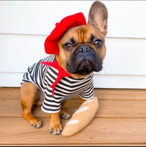 French Look Outfit Scarf and Black Stripe Top Set - Dog Cat