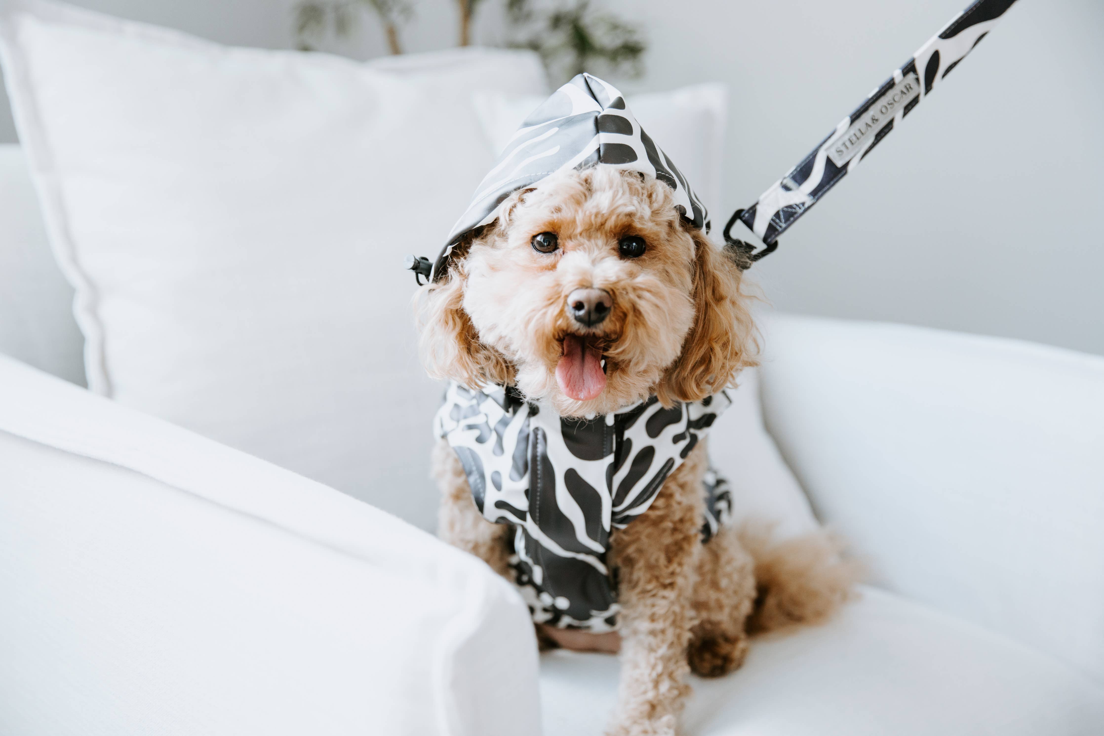Abstract Dog Rain Jacket Stella & Oscar