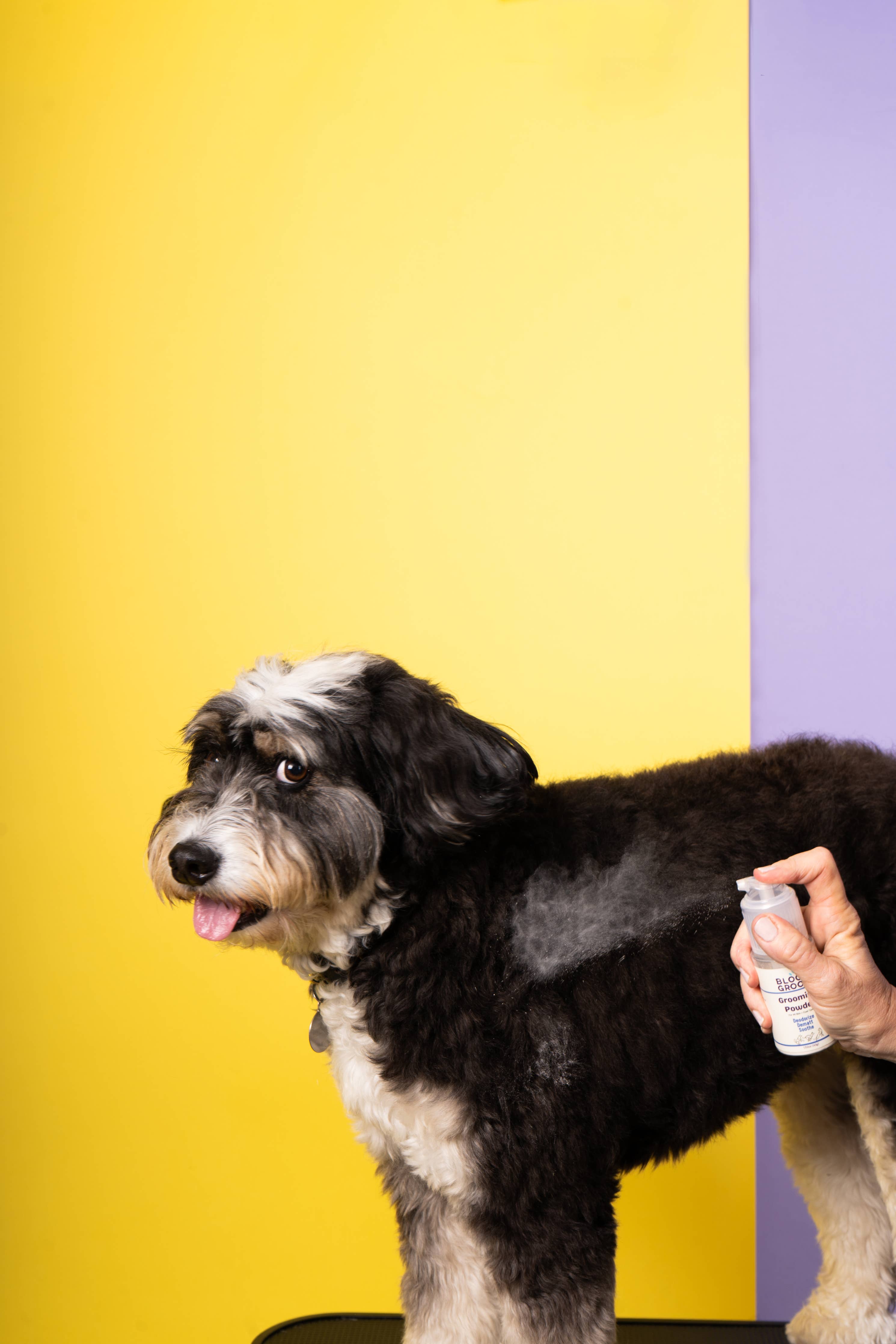 Dry Shampoo Powder For Dogs Bloom Groom