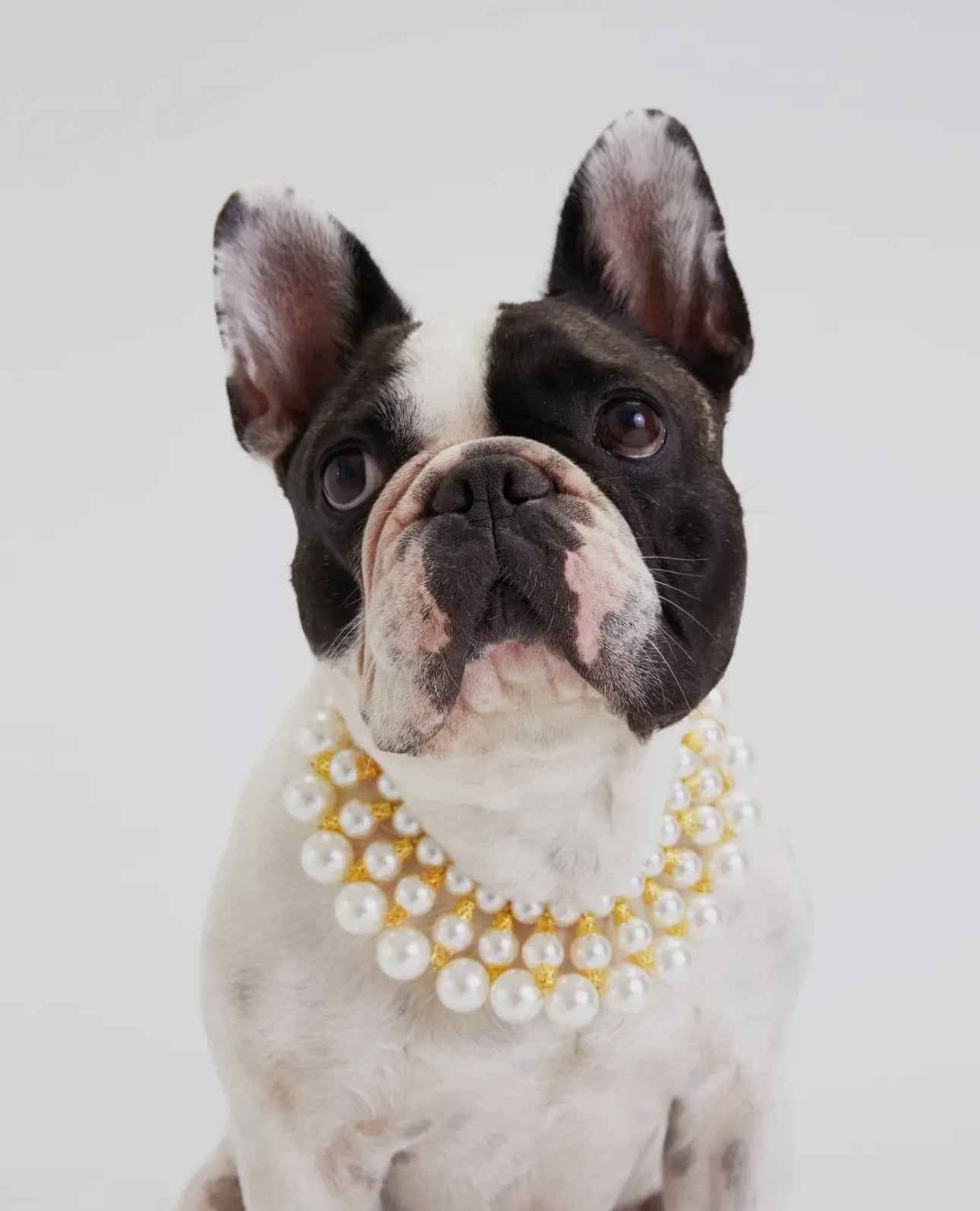 Dubai Dog Necklace - The Bougie Pet Boutique