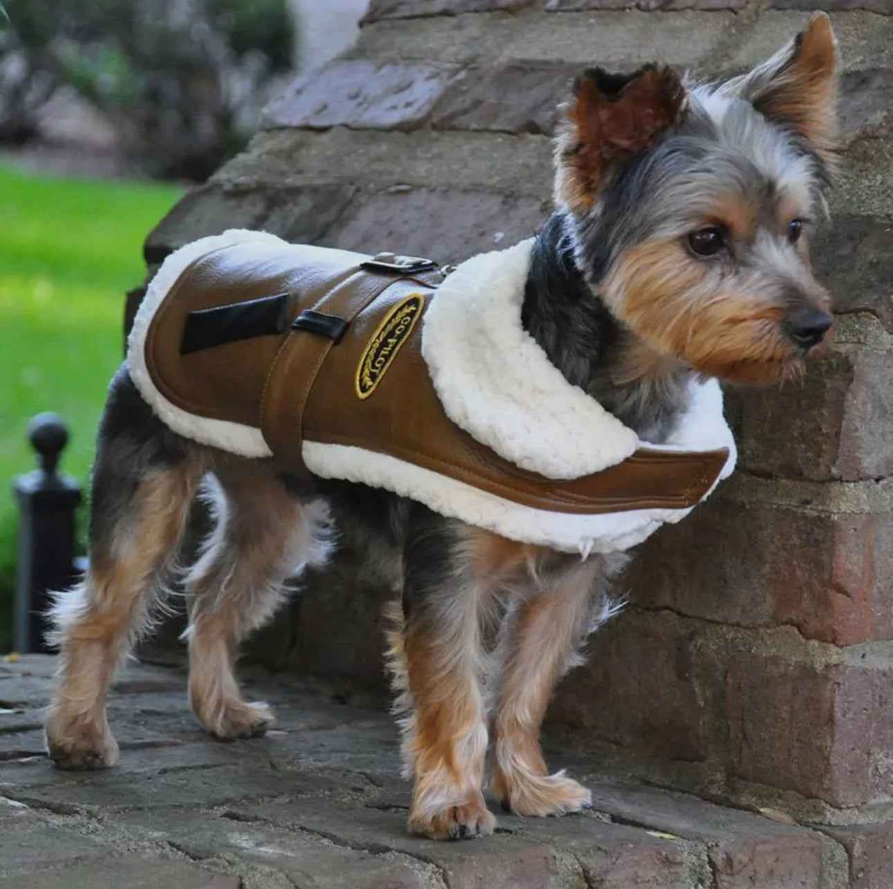 Brown Leather Bomber Harness Coat - The Bougie Pet Boutique