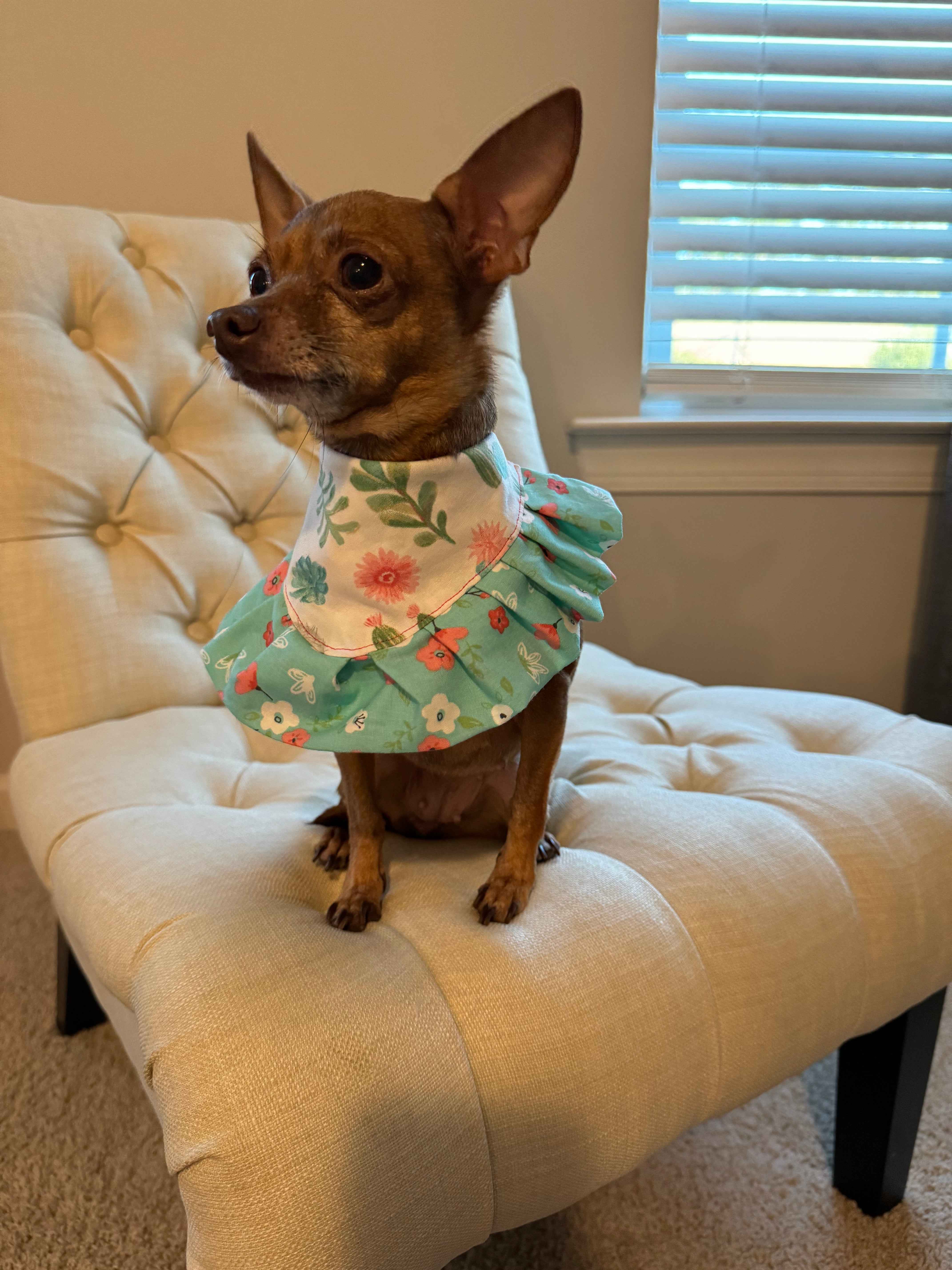 Bandana of The Month Subscription - The Bougie Pet Boutique