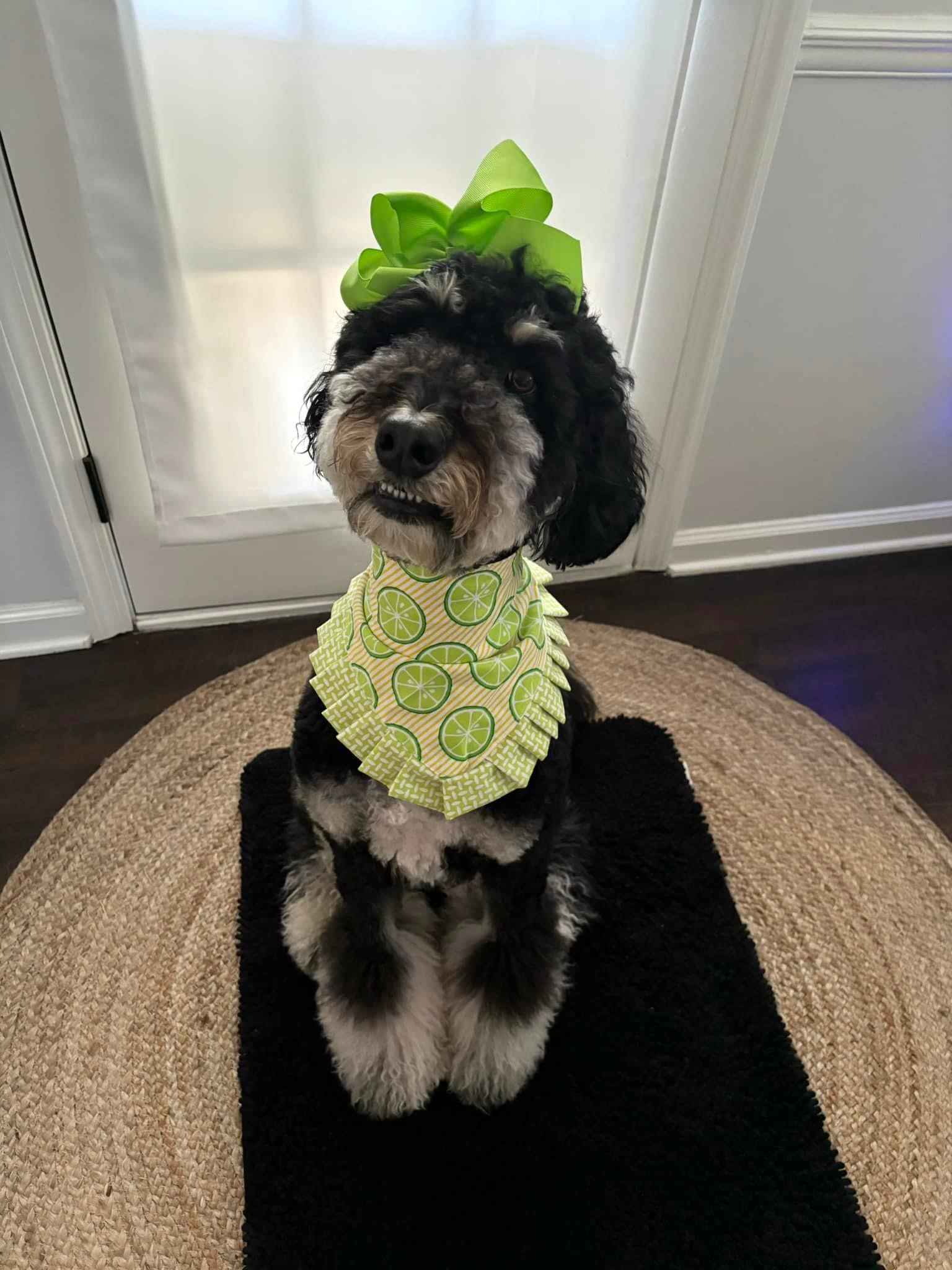 Bandana of The Month Subscription - The Bougie Pet Boutique