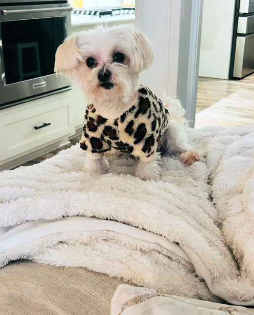 Leopard Sweater - The Bougie Pet Boutique