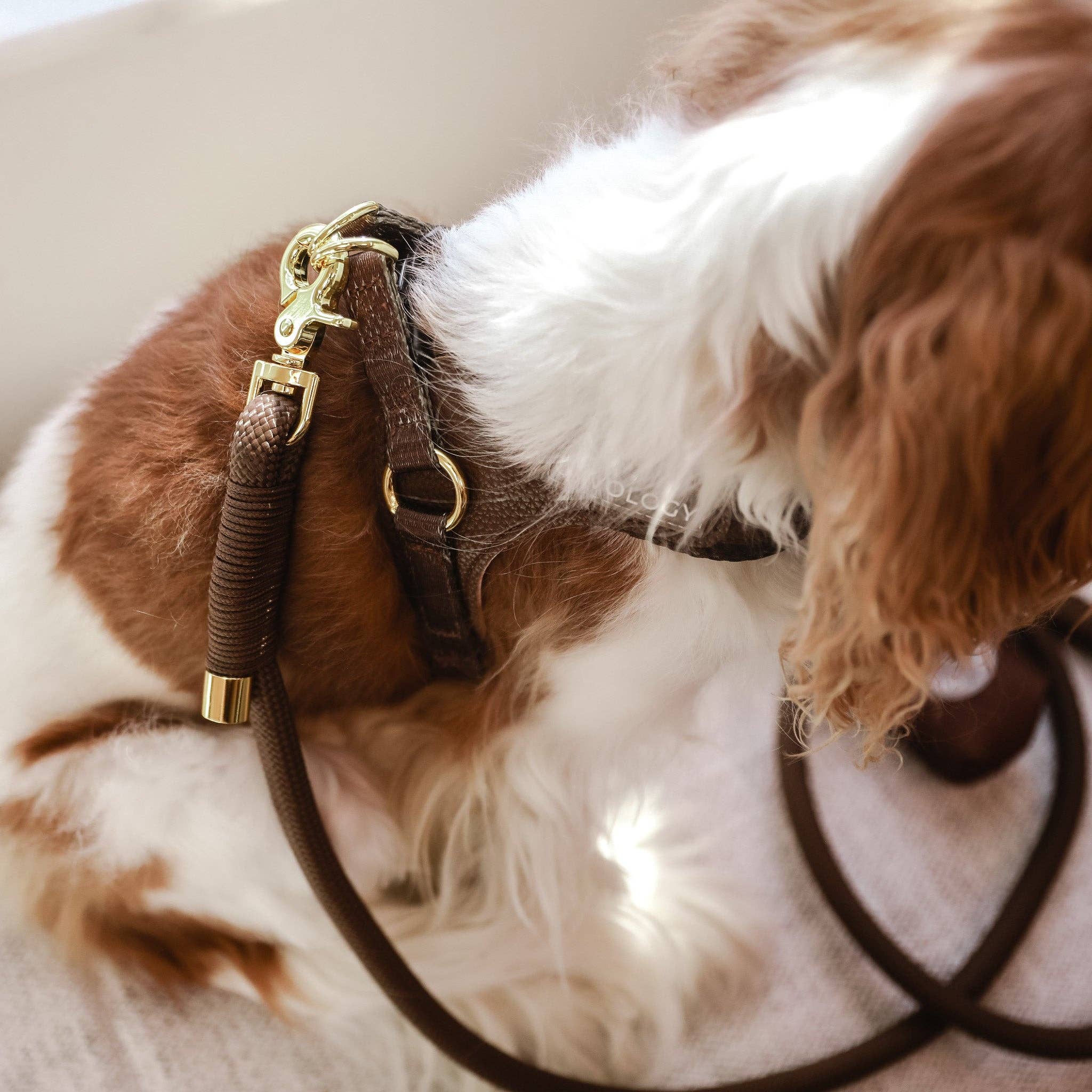 EASY-O STEP IN HARNESS - Chocolate Brown Cavology
