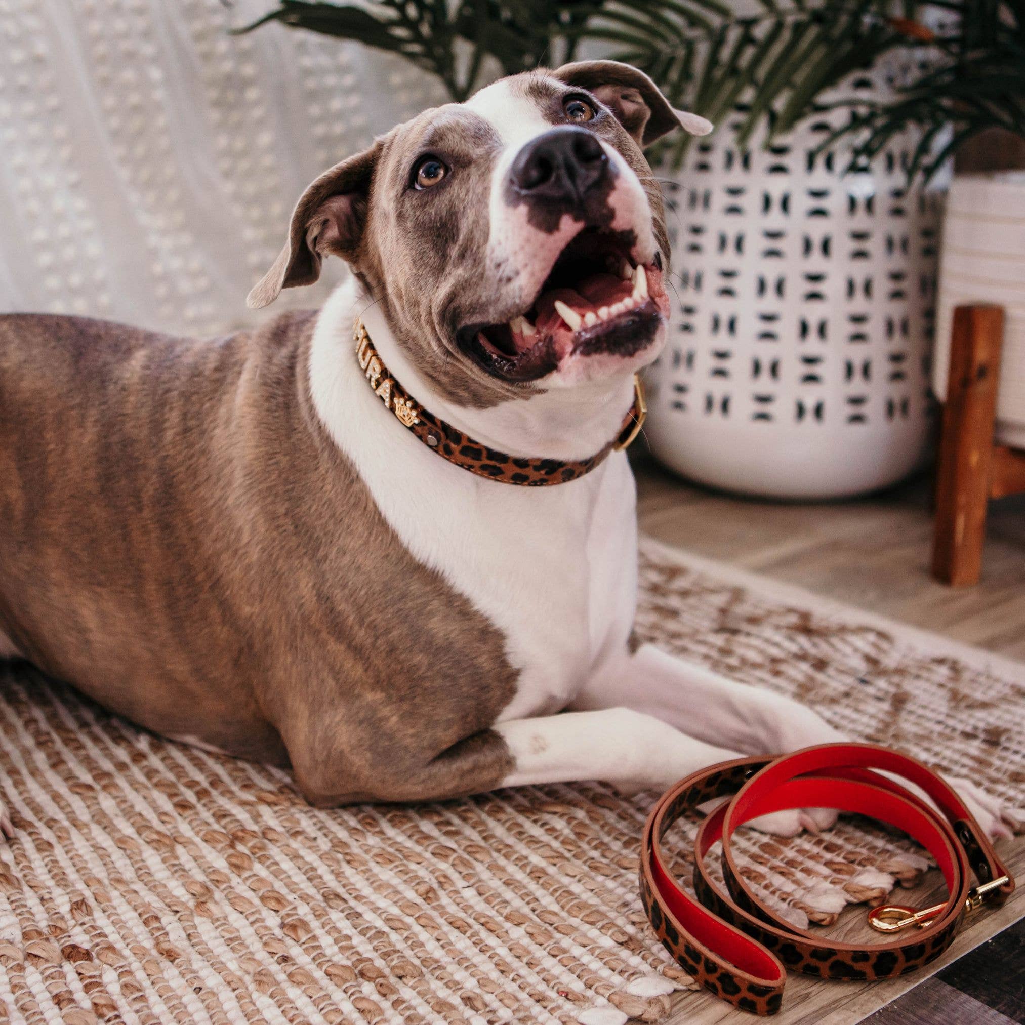 Personalized Pet Collar | Cheetah, Gold Bling