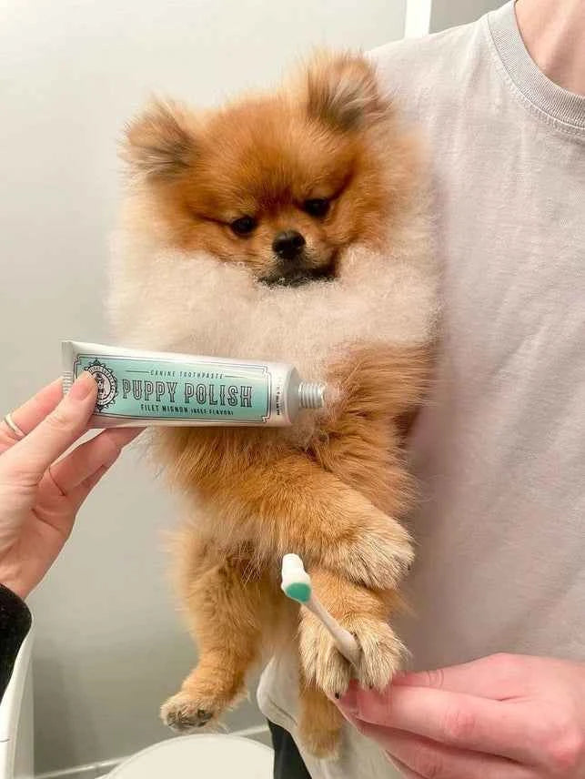 Puppy Polish Toothpaste - Filet Mignon (Beef) - The Bougie Pet Boutique
