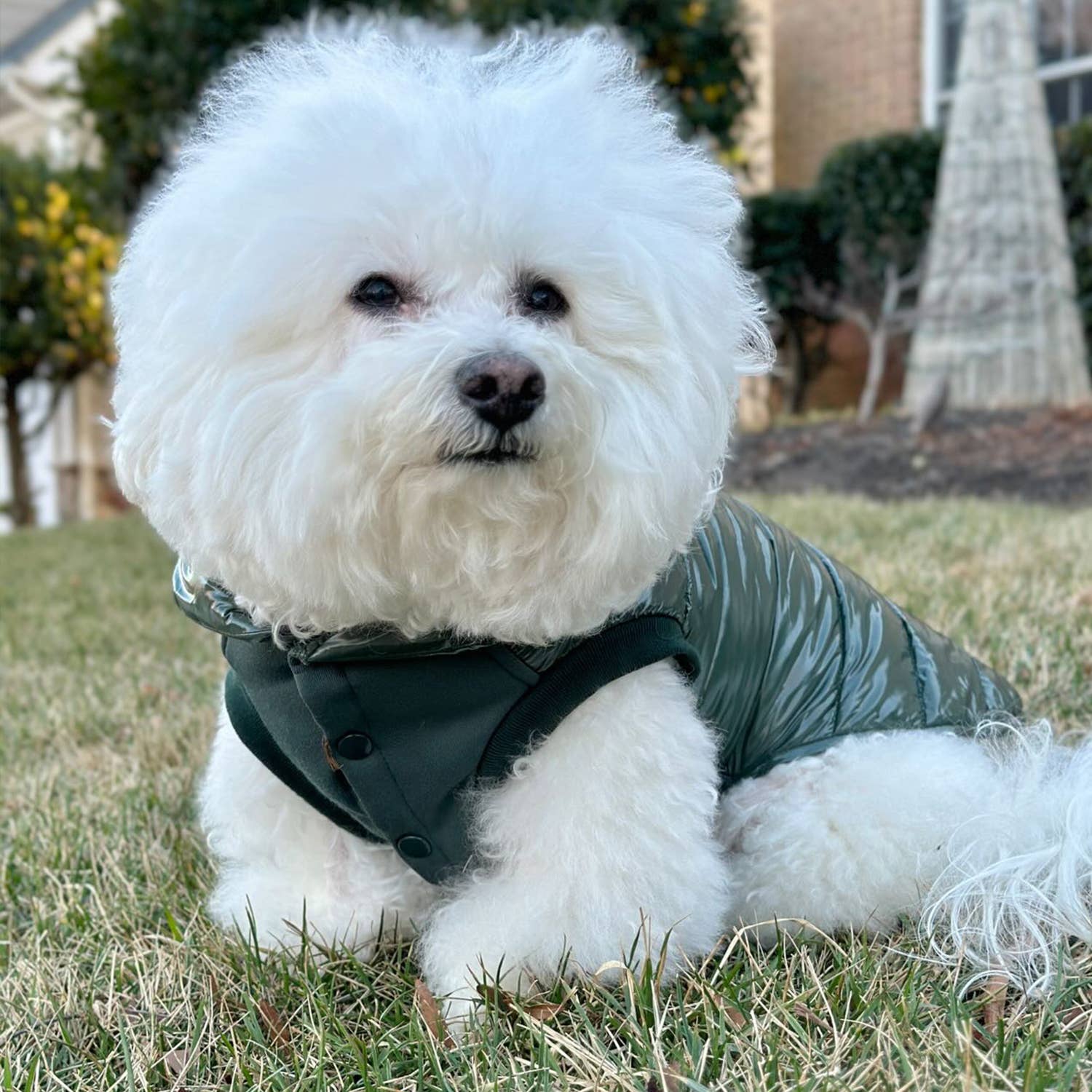 Custom-woven& Dyed Puffer Jacket, Flex Chest + Leash Opening - The Bougie Pet Boutique
