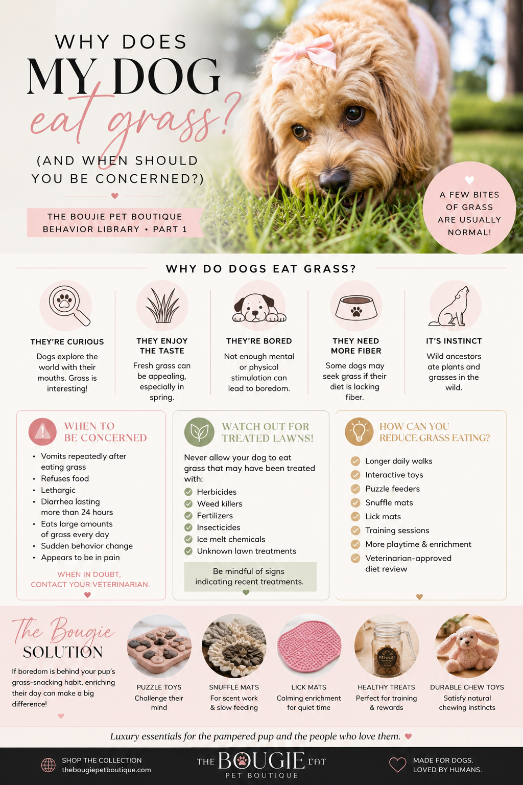 Why Does My Dog Eat Grass? (And When Should You Be Concerned?)