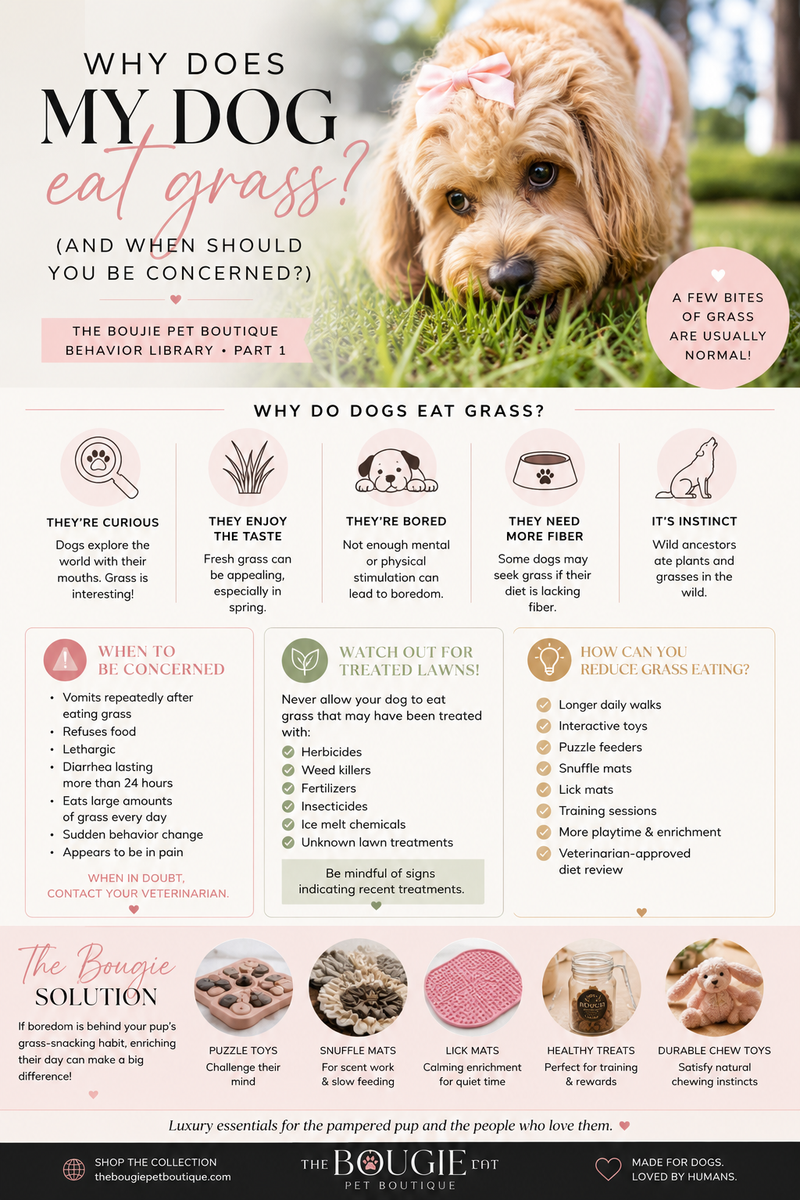 Why Does My Dog Eat Grass? (And When Should You Be Concerned?)