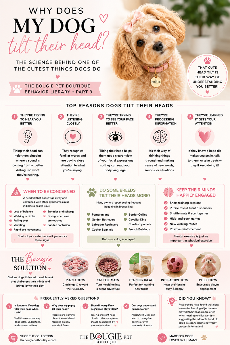 Why Does My Dog Tilt Their Head? The Science Behind One of the Cutest Things Dogs Do