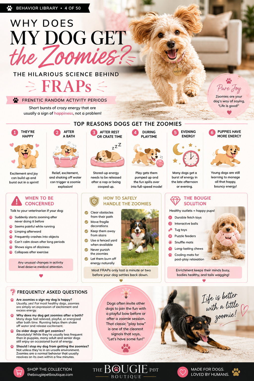Why Does My Dog Get the Zoomies? The Hilarious Science Behind FRAPs