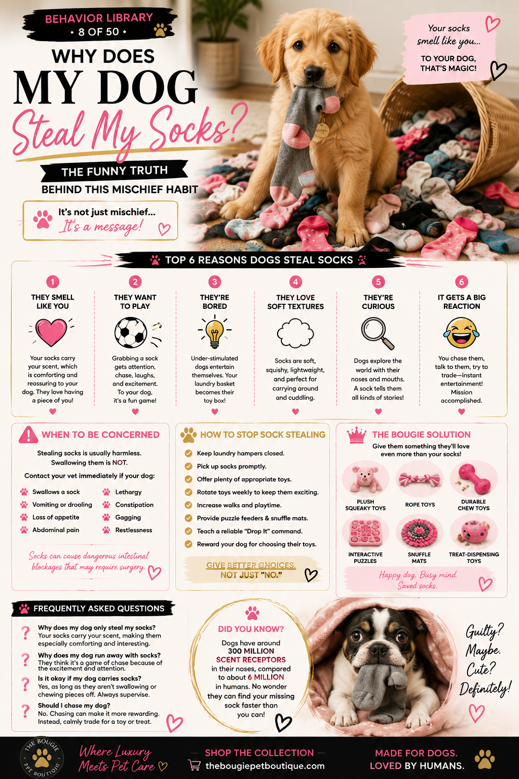 Why Does My Dog Steal My Socks? The Funny Truth Behind This Mischievous Habit