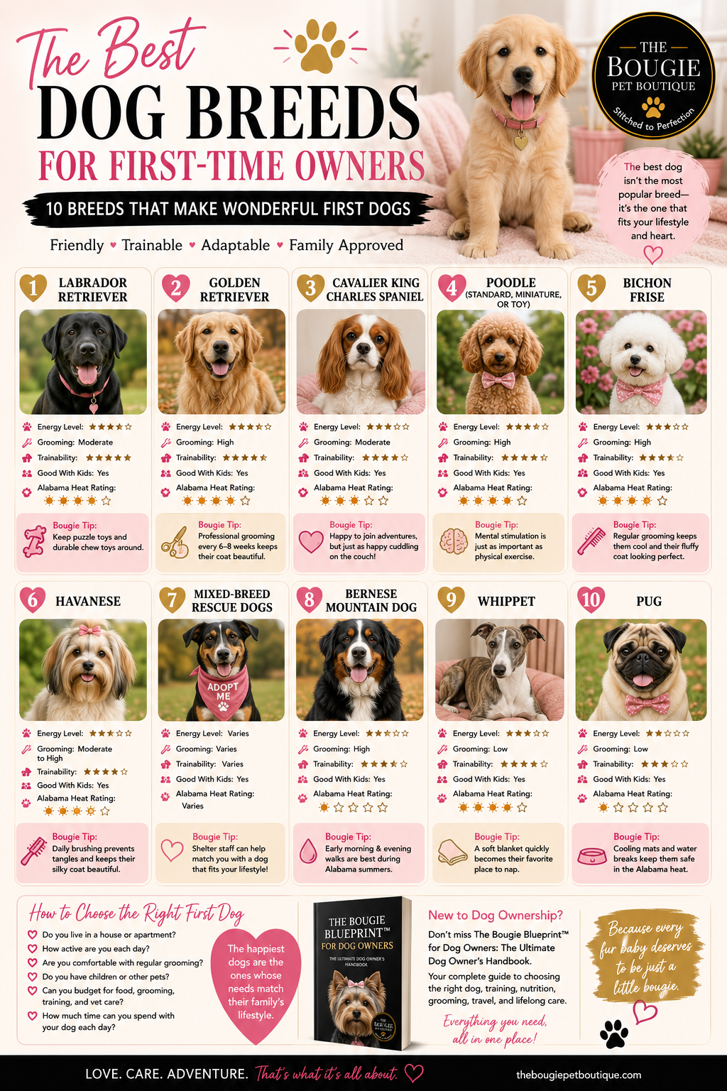 Best Dog Breeds for First-Time Owners: 10 Breeds That Make Wonderful First Dogs