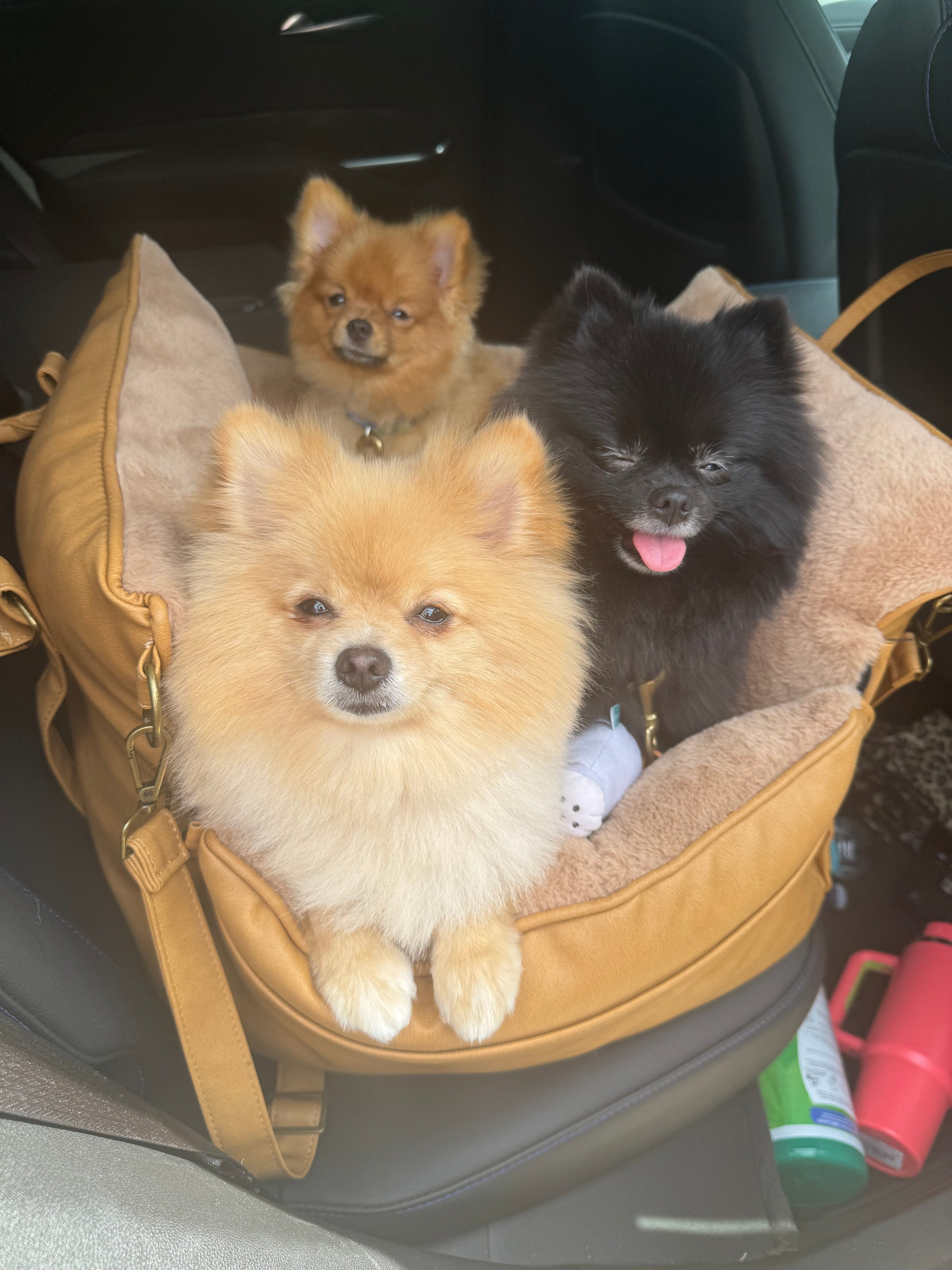 Shop Local, Love Local: Why Saturdays Are Made for Bougie Pet Shopping 🐾