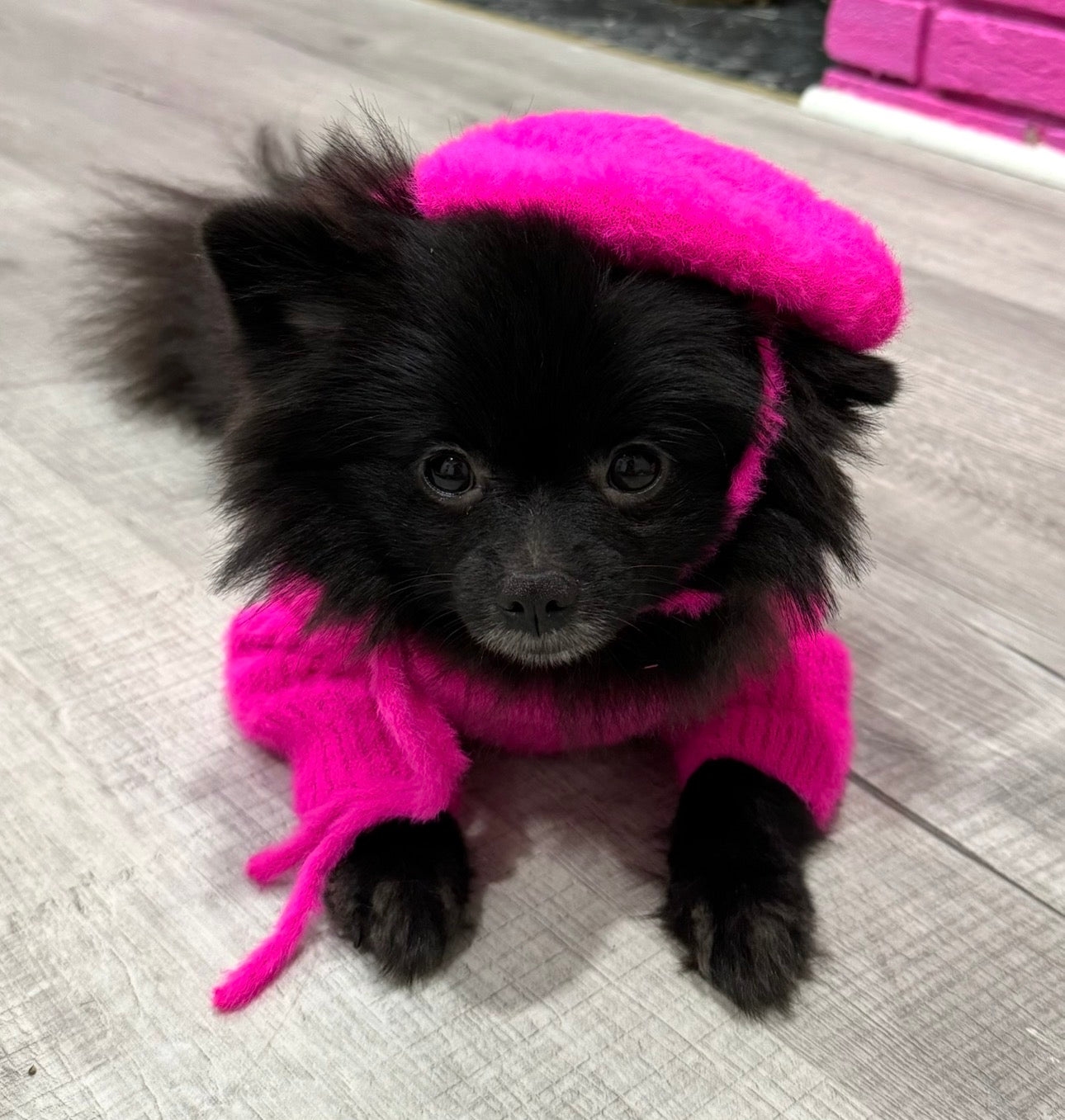5 Ways to Spoil Your Dog Like the Bougie Pup They Are
