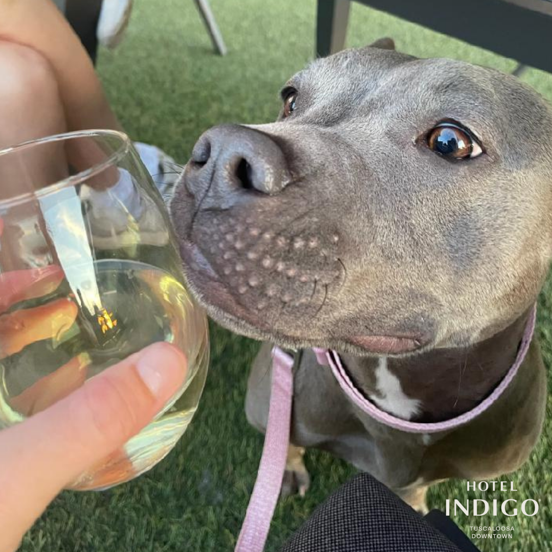 Hotel Indigo Tuscaloosa – A Pet-Friendly Stay Worth Barking About