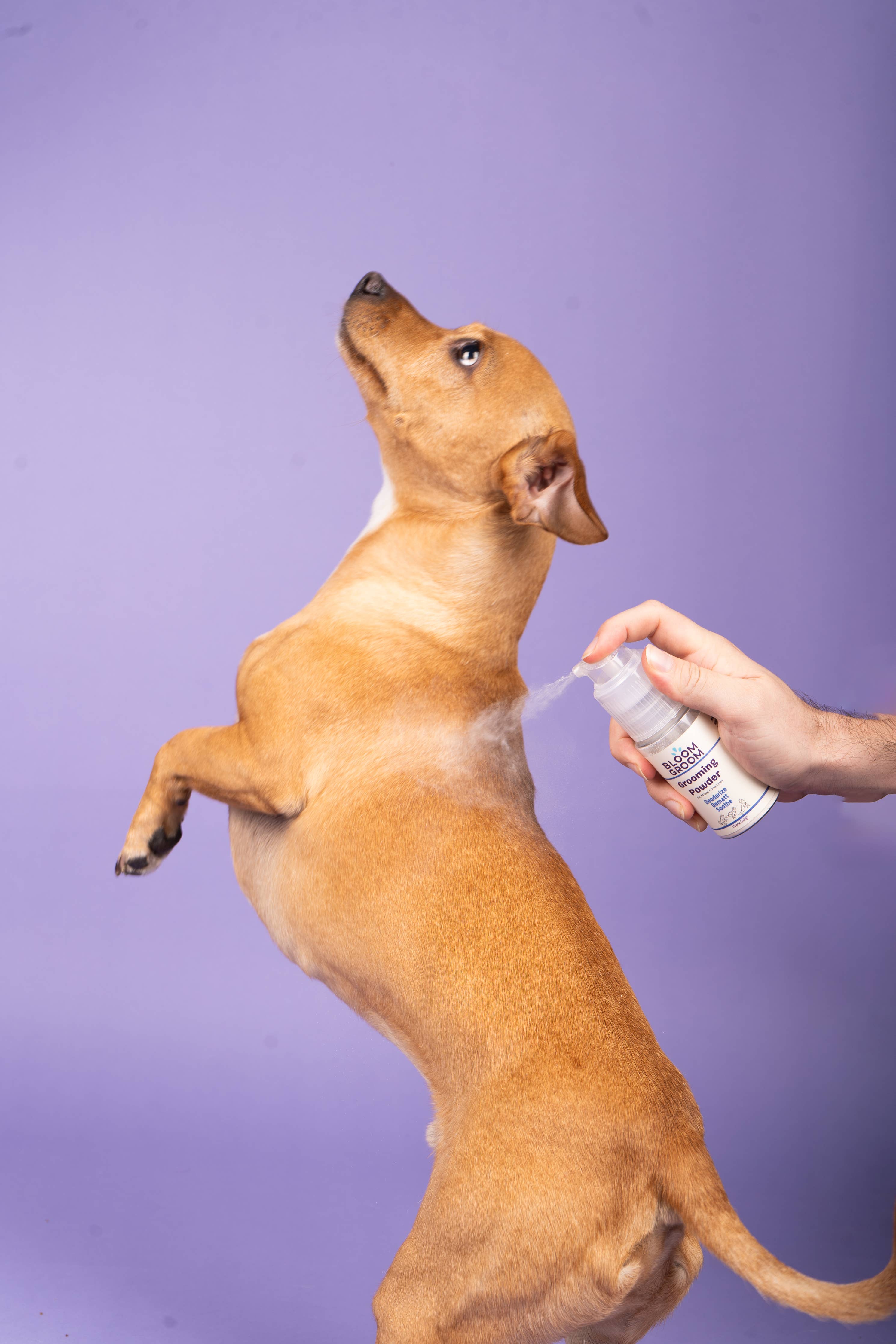 Dry Shampoo Powder For Dogs Bloom Groom