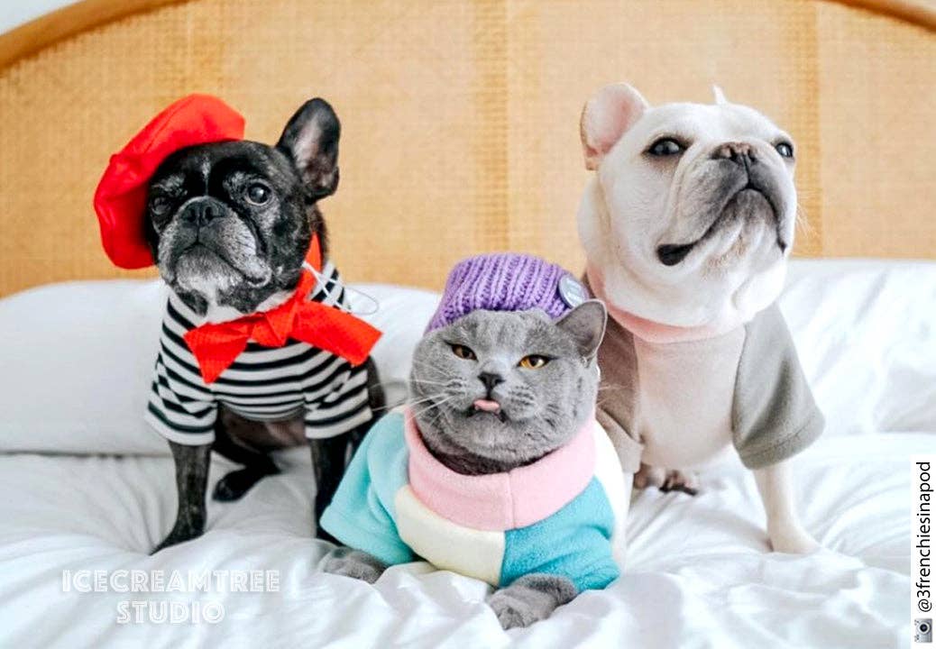 French Look Outfit Scarf and Black Stripe Top Set - Dog Cat