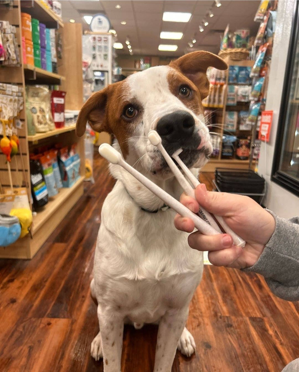 Puppy Polisher Eco Toothbrush - (Medium) - The Bougie Pet Boutique