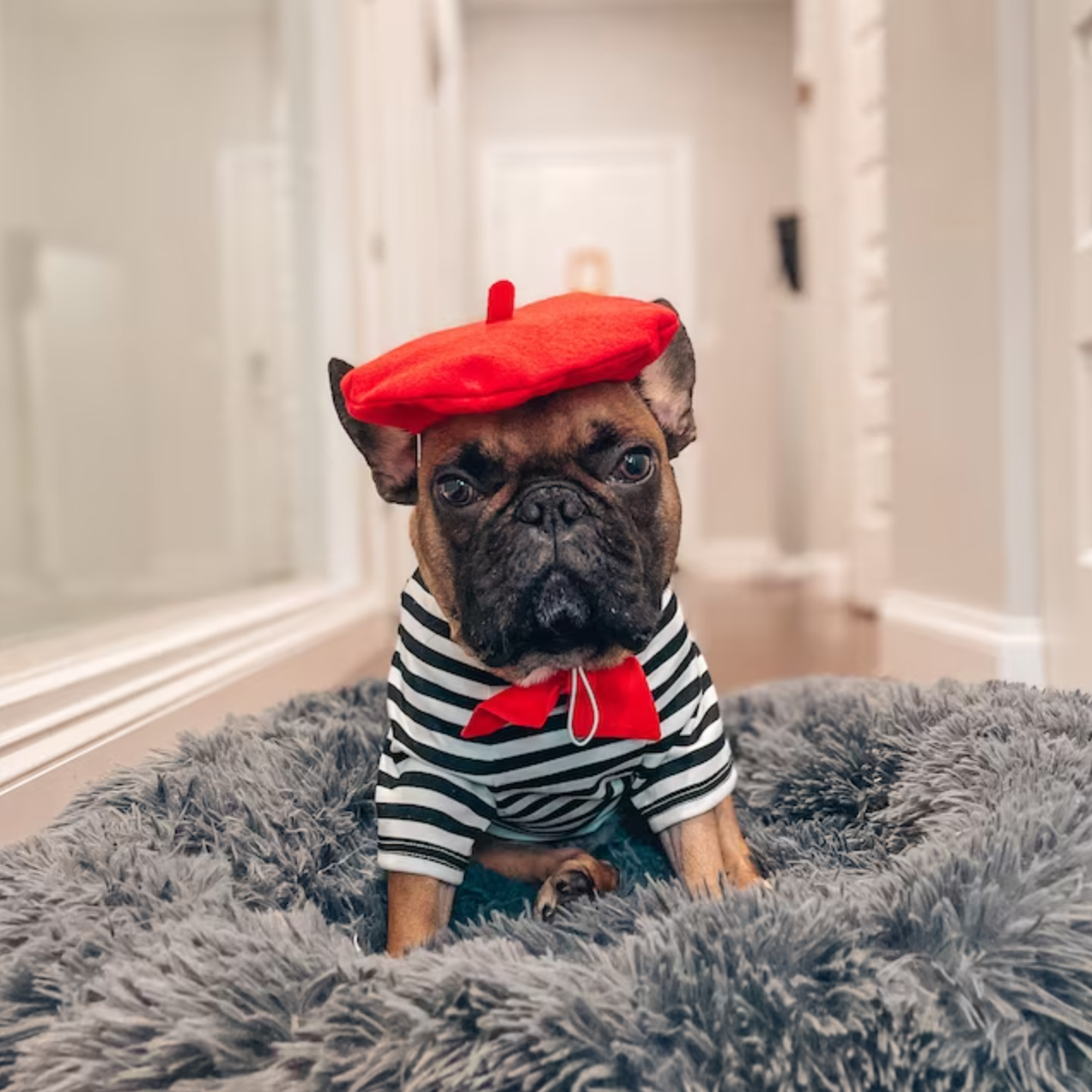 French Look Outfit Scarf and Black Stripe Top Set - Dog Cat
