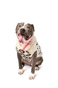 Leopard Dog Sweater - The Bougie Pet Boutique