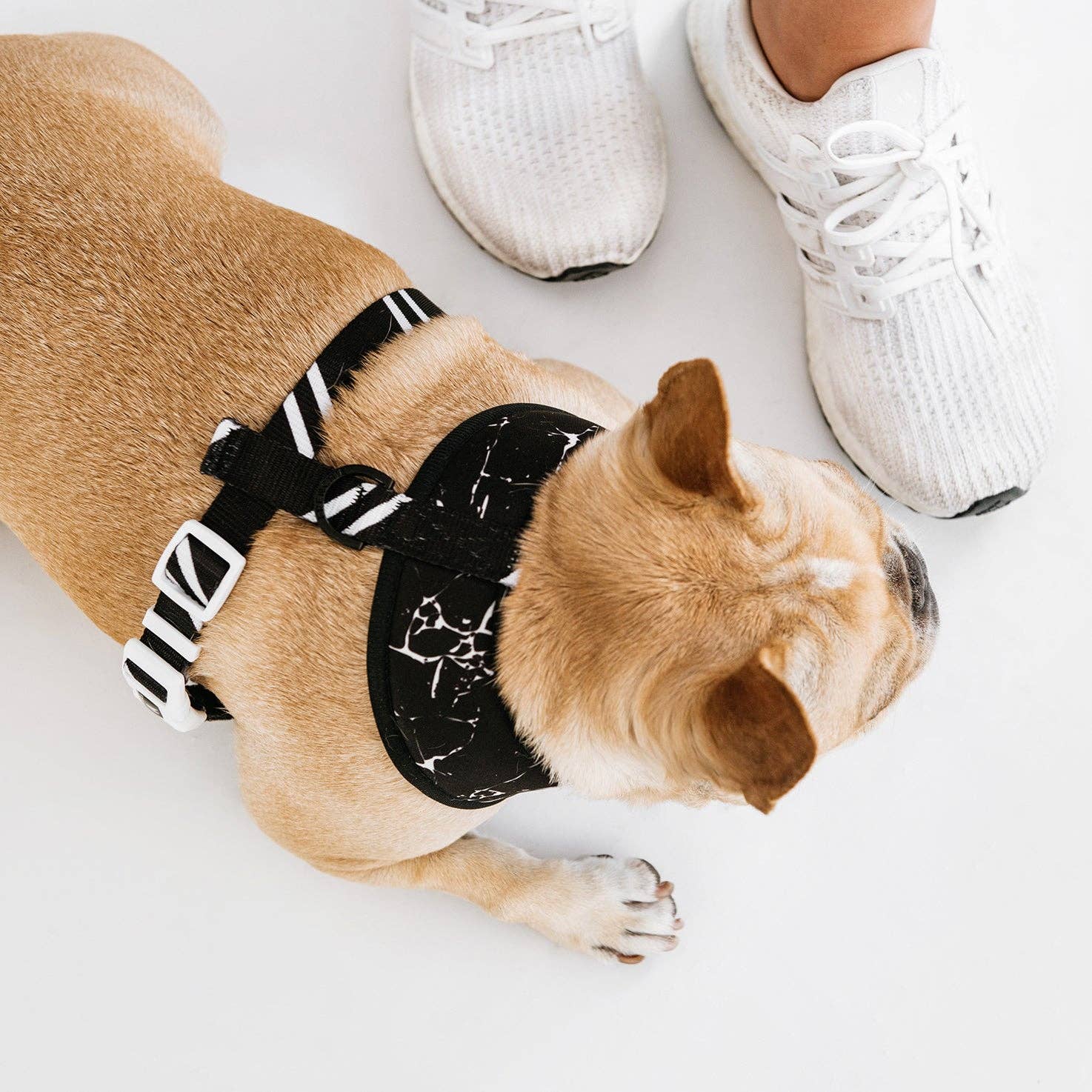 Frenchie Duo Reversible Harness - Black Marble - The Bougie Pet Boutique