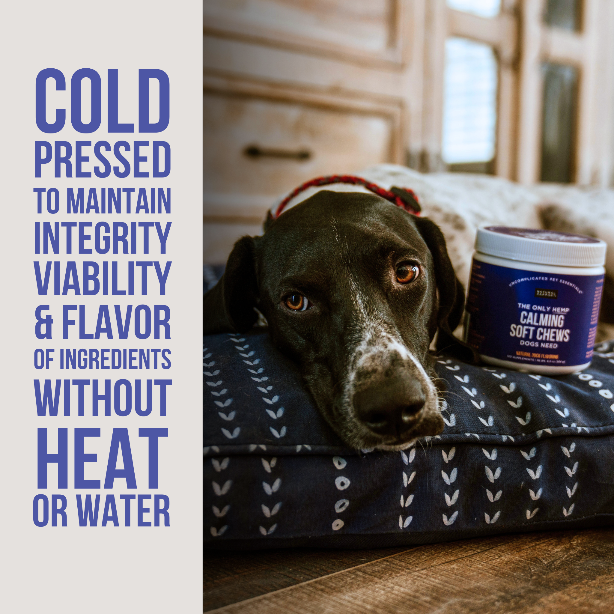 The Only Hemp Calming Soft Chews Dogs Need Natural Rapport