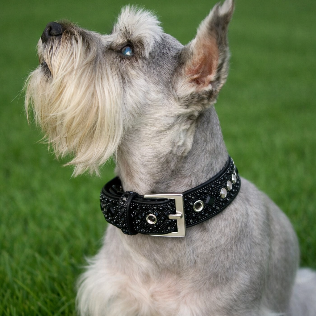 Black Rhinestone Dog Collar Dog Collar World
