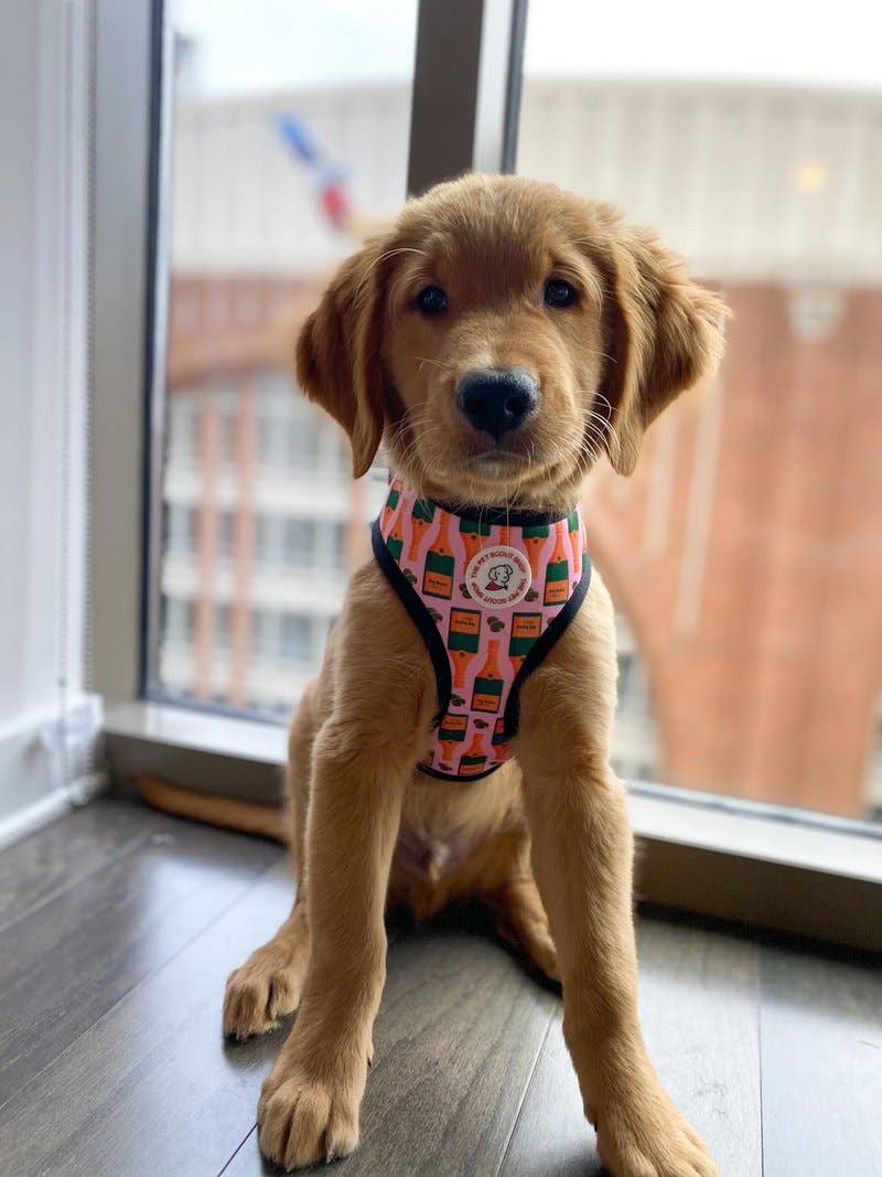 Champagne Reversible Harness - The Bougie Pet Boutique
