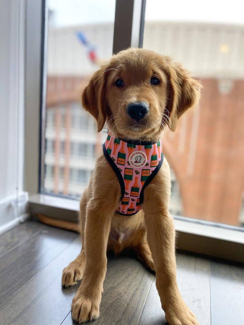 Champagne Reversible Harness - The Bougie Pet Boutique
