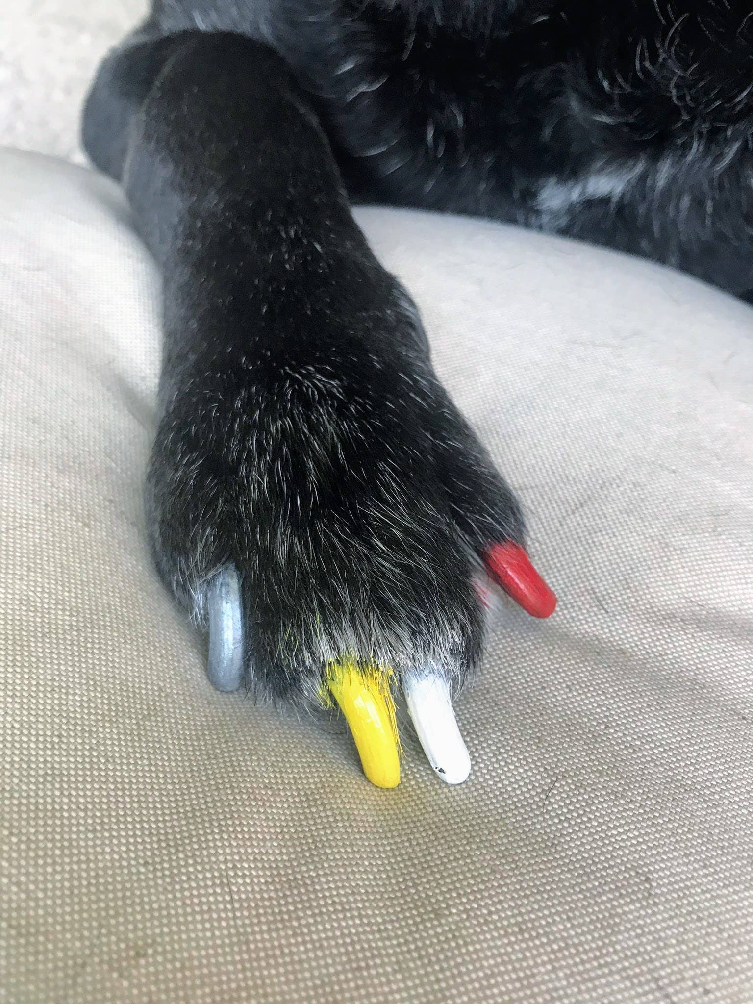 Pawdicure Nail Polish Pen - Quick Dry - 13 Colors - The Bougie Pet Boutique
