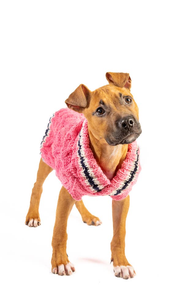 Preppy Pink Cable Knit Sweater - The Bougie Pet Boutique