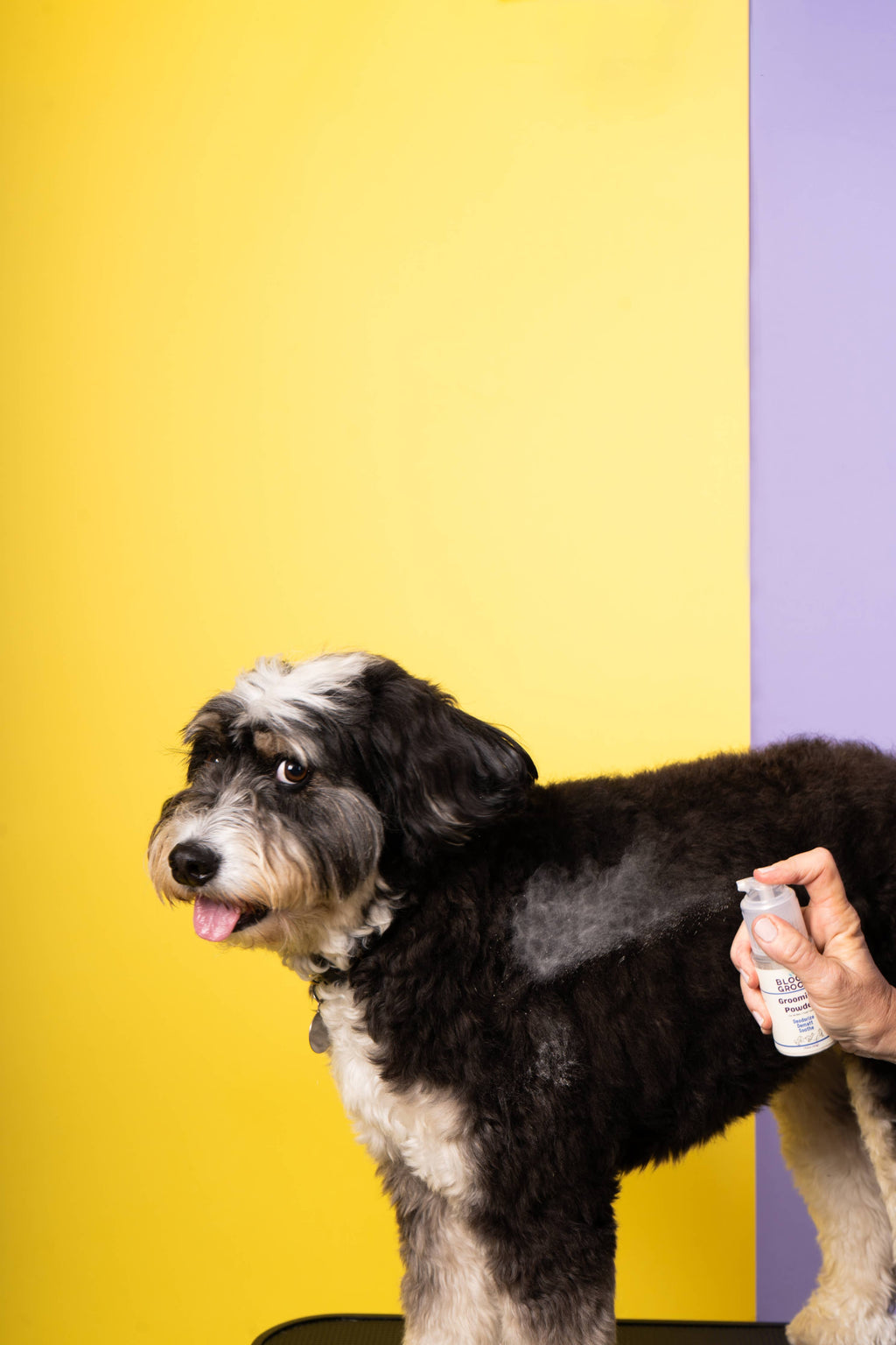 Dry Shampoo Powder For Dogs Bloom Groom