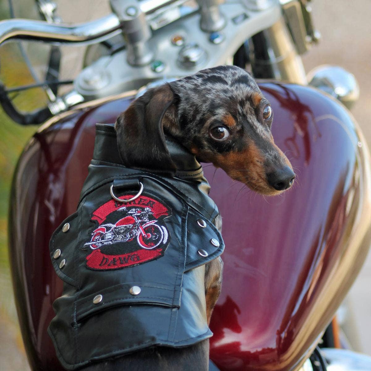 Biker Dawg Motorcycle Dog Jacket - Black - The Bougie Pet Boutique