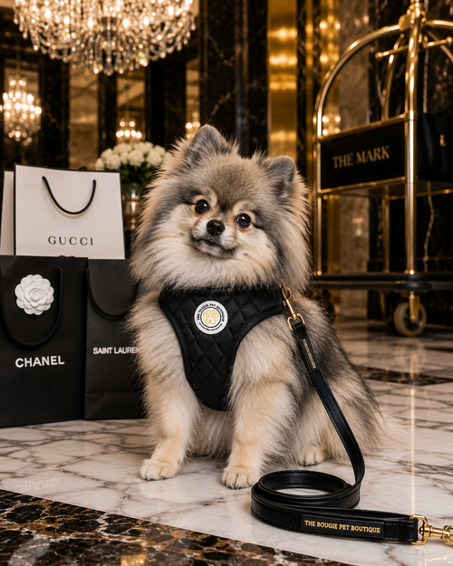 Black Velvet Bougie Pet Harness The Bougie Pet Boutique
