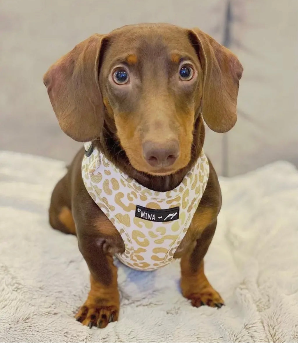You’re So Golden Adjustable Harness - The Bougie Pet Boutique