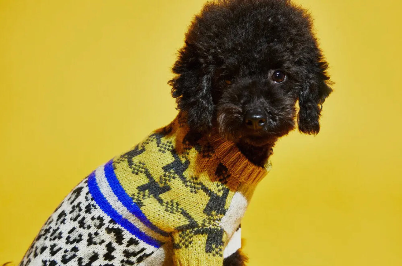 Leopard Combo Sweater- Merino Wool - The Bougie Pet Boutique