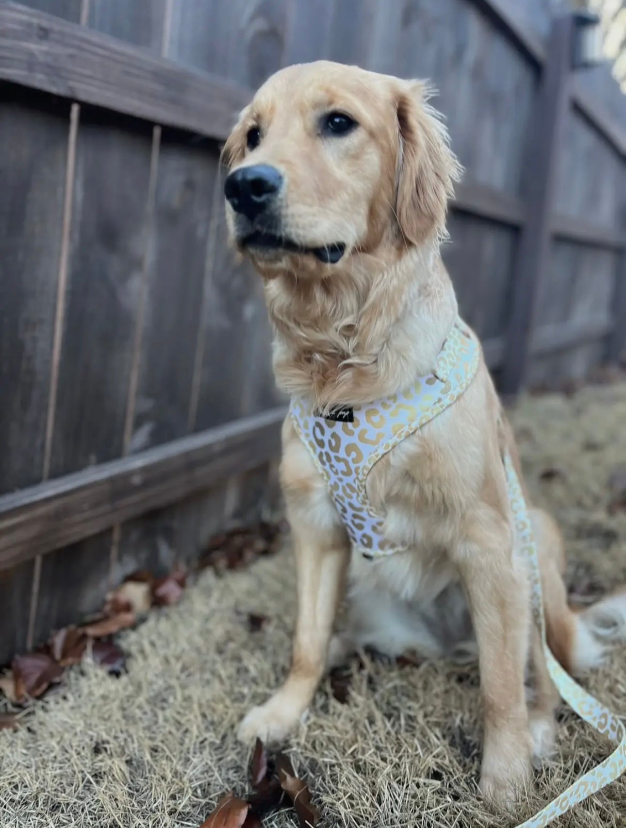 You’re So Golden Adjustable Harness - The Bougie Pet Boutique