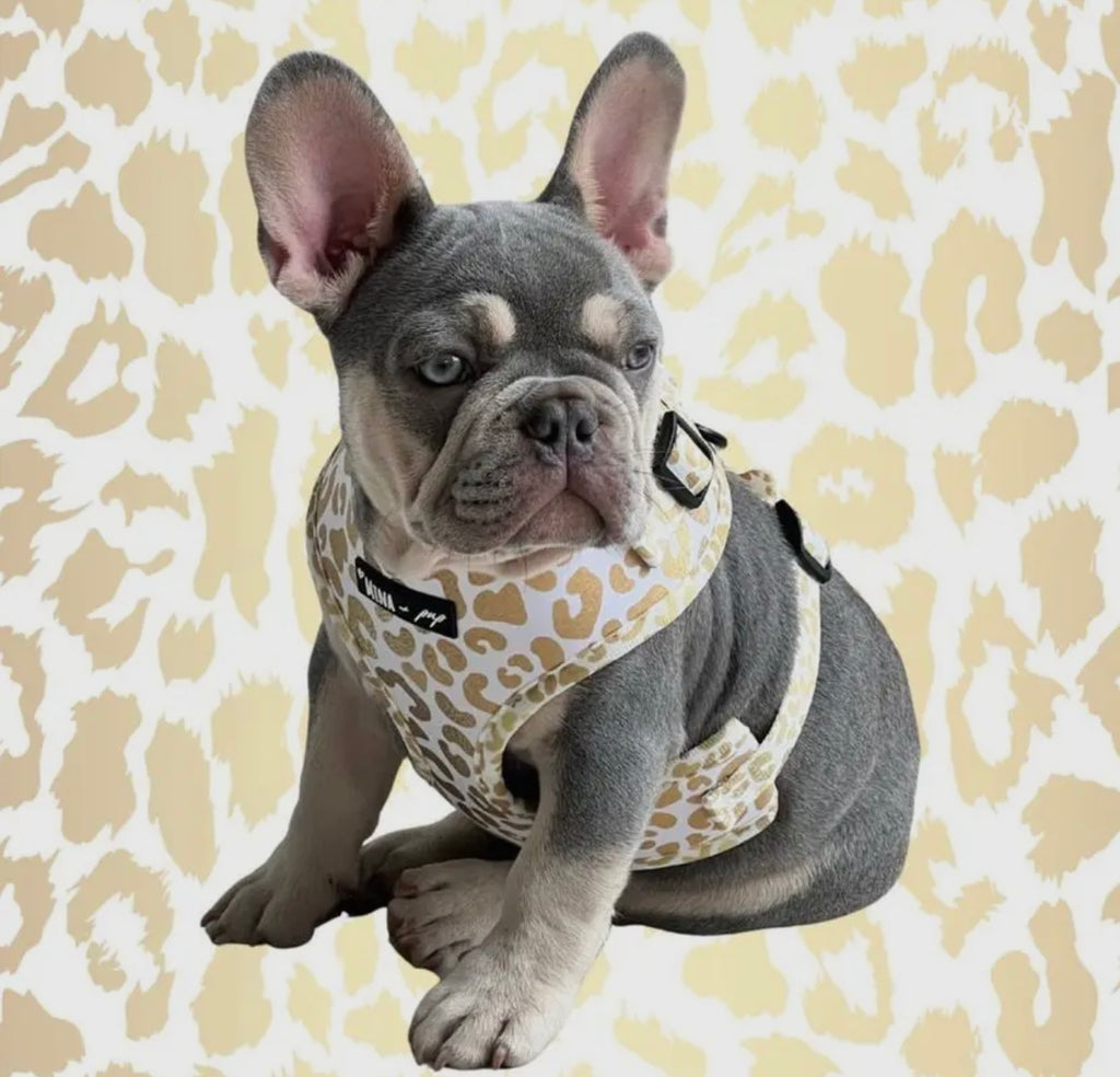 You’re So Golden Adjustable Harness - The Bougie Pet Boutique