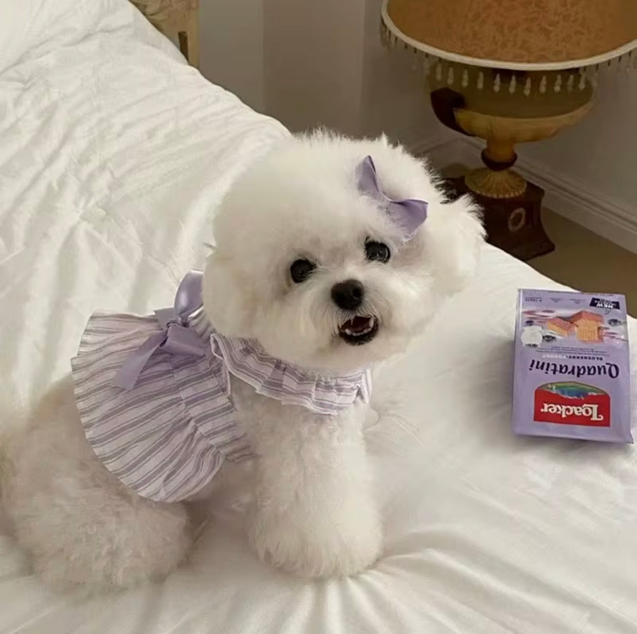Cream Striped Dress The Bougie Pet Boutique