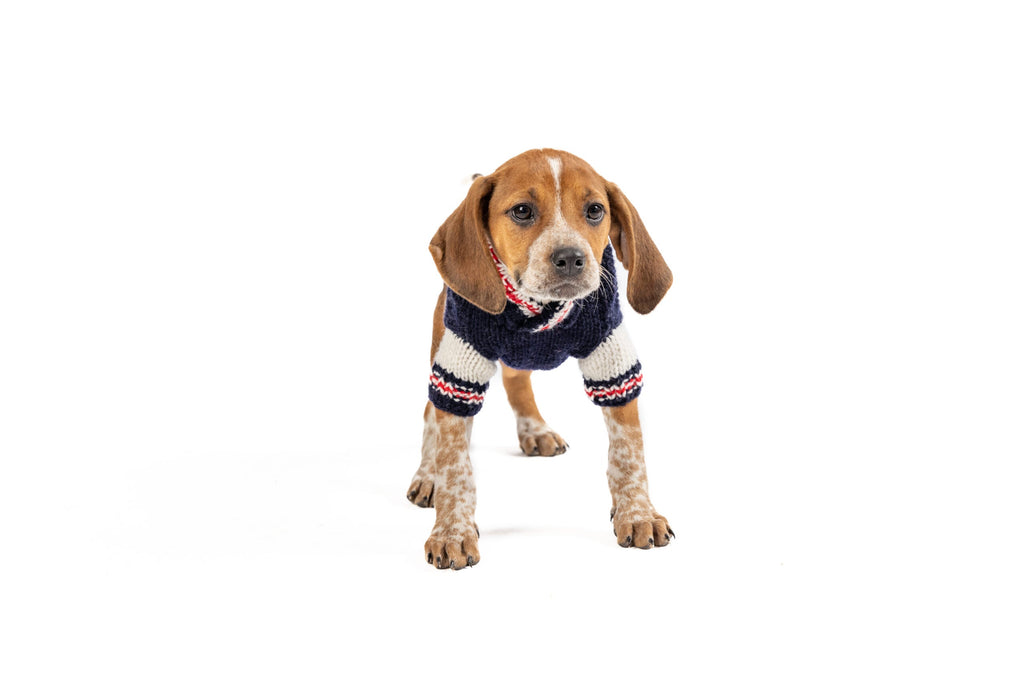 Varsity Dog Sweater ChillyDogSweaters