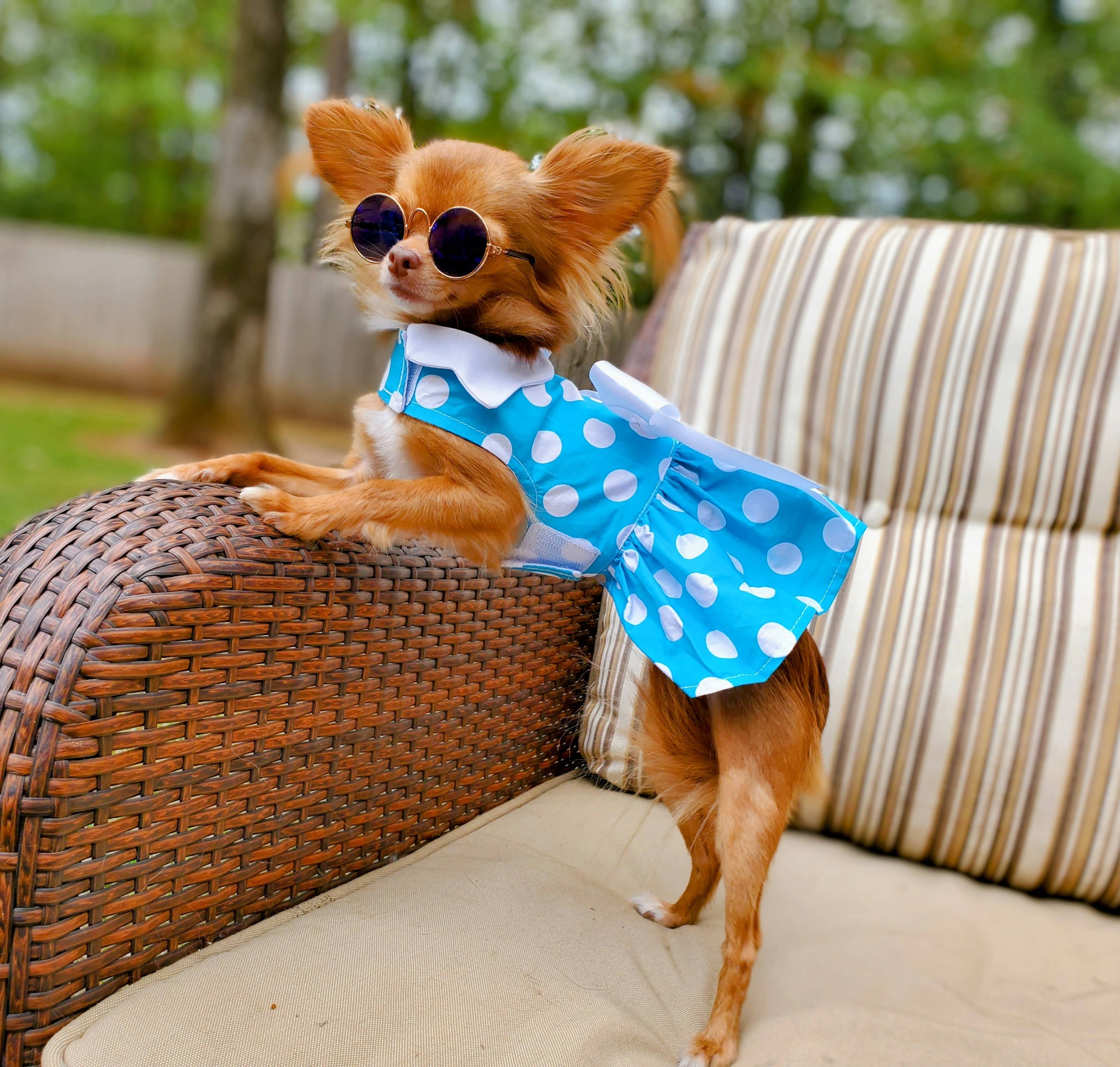 Blue Polka Dot Dog Dress w/ Matching Leash - The Bougie Pet Boutique