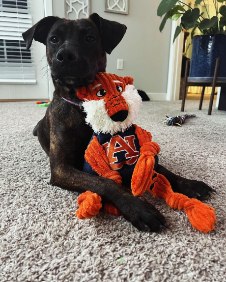 Auburn University, Aubie the Tiger Knottie® Plush Dog Toy - The Bougie Pet Boutique