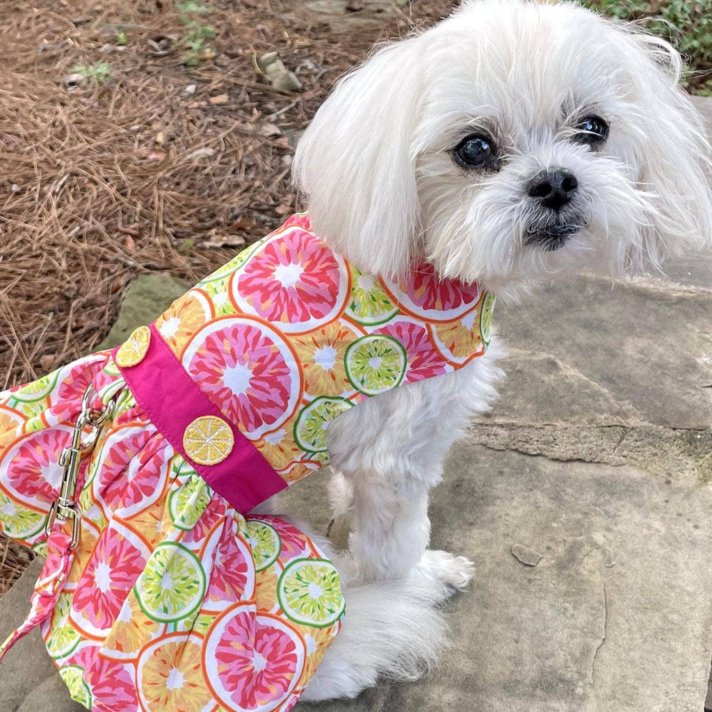 Citrus Slice Dog Dress w/ Matching Leash - The Bougie Pet Boutique