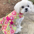 Citrus Slice Dog Dress w/ Matching Leash - The Bougie Pet Boutique