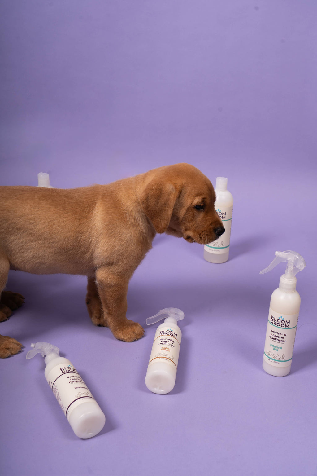 Leave-In Conditioner Spray For Dogs, Amber Summit Bloom Groom