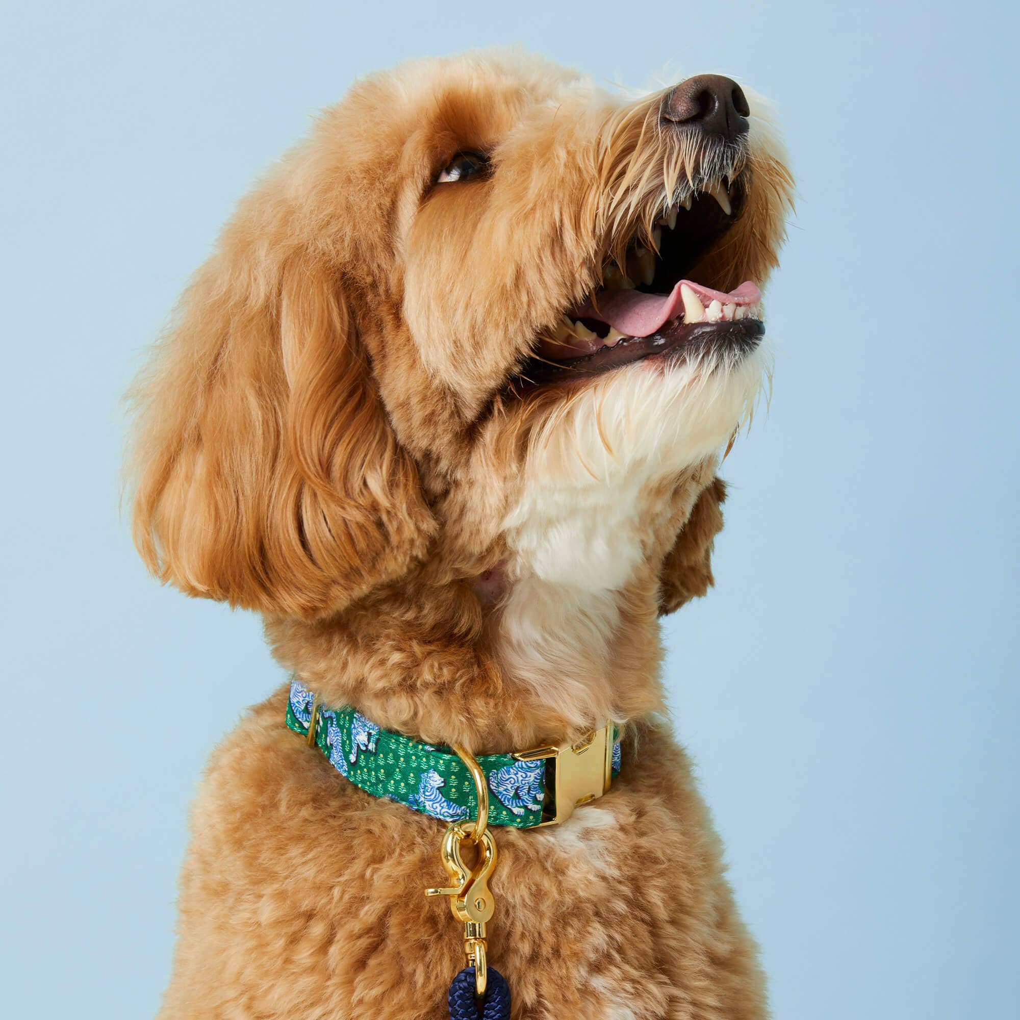 Printfresh x TFD Tiger Queen Dog Collar The Foggy Dog